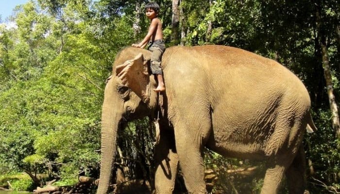 montar um elefante